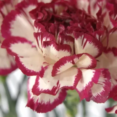 DIANTHUS ST KIN WHITE CRIM