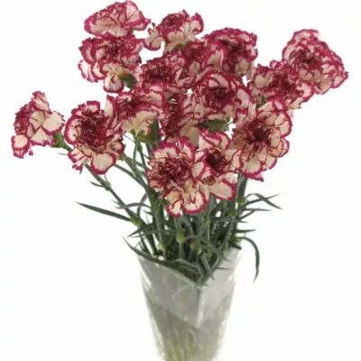 DIANTHUS ST KIN WHITE CRIM