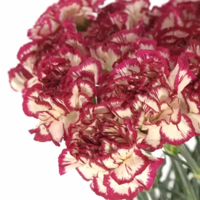 DIANTHUS ST KIN WHITE CRIM