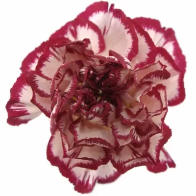 DIANTHUS ST KIN WHITE CRIM