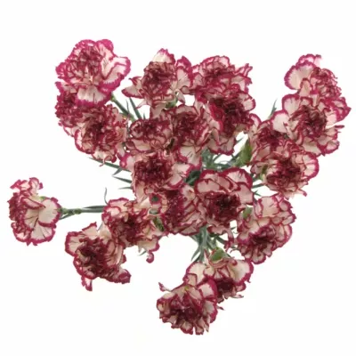 DIANTHUS ST KIN WHITE CRIM