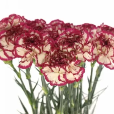 DIANTHUS ST KIN WHITE CRIM