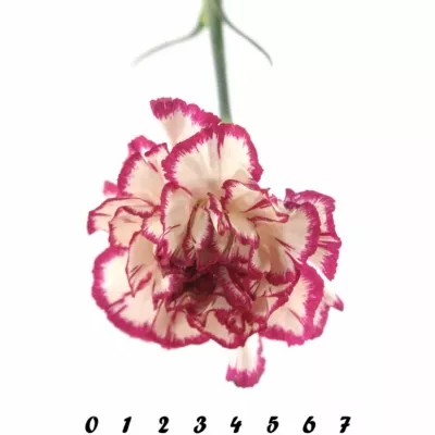 DIANTHUS ST KIN WHITE CRIM