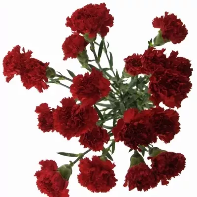 DIANTHUS ST KOOIJ ESKIMO