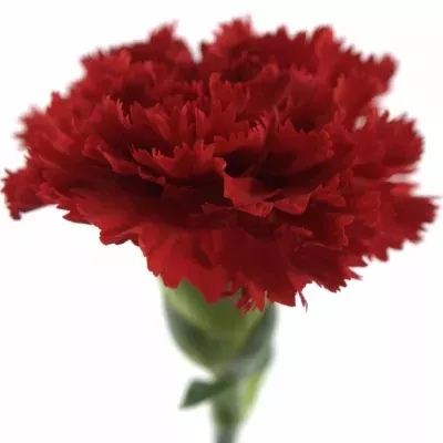 DIANTHUS ST KOOIJ ESKIMO 65cm