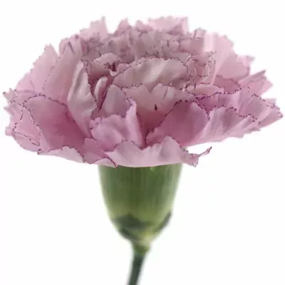 Karafiát ST KRISTINA 60cm