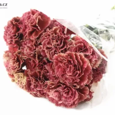 DIANTHUS ST LADY FIESTA 