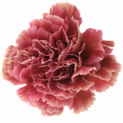 DIANTHUS ST LADY FIESTA 