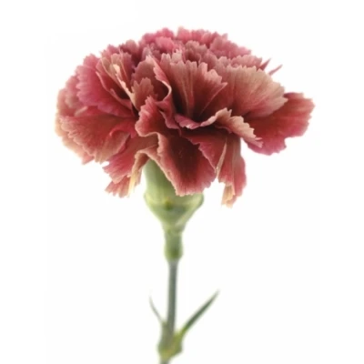 DIANTHUS ST LADY FIESTA 