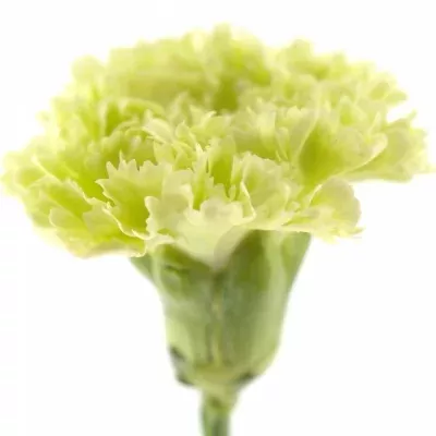 Karafiát ST LADY SPRING 55cm