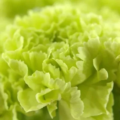 DIANTHUS ST LADY SPRING