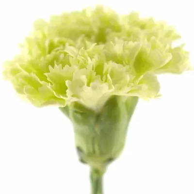 DIANTHUS ST LADY SPRING