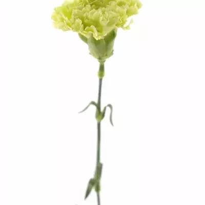 DIANTHUS ST LADY SPRING