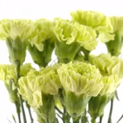 DIANTHUS ST LADY SPRING