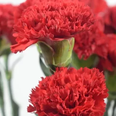 DIANTHUS ST LEOPARDES 65cm