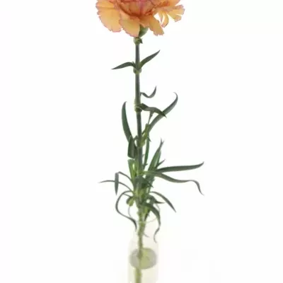 DIANTHUS ST LION KING