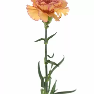 DIANTHUS ST LION KING