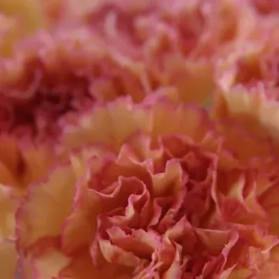 DIANTHUS ST LION KING