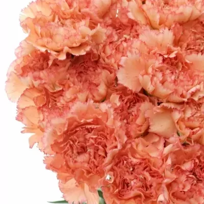 Dianthus ST MADAME AUGIER 60cm