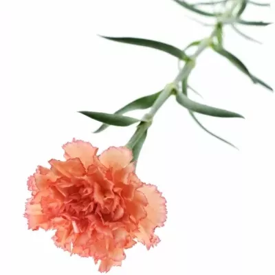Dianthus ST MADAME AUGIER 60cm