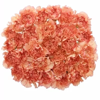 Dianthus ST MADAME AUGIER 60cm