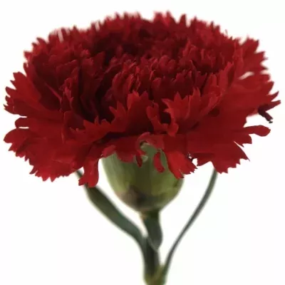 Karafiát ST MAGALLANES 65cm