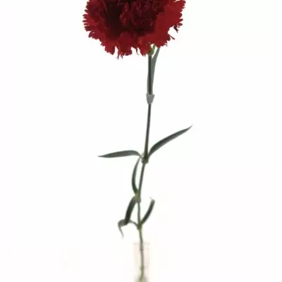 DIANTHUS ST MAGALLANES