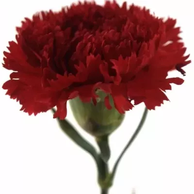 DIANTHUS ST MAGALLANES