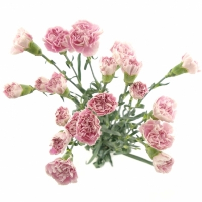 DIANTHUS ST MAGIC APPLE TEA