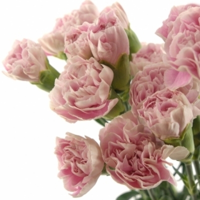 DIANTHUS ST MAGIC APPLE TEA