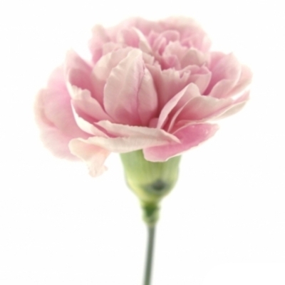 DIANTHUS ST MAGIC APPLE TEA