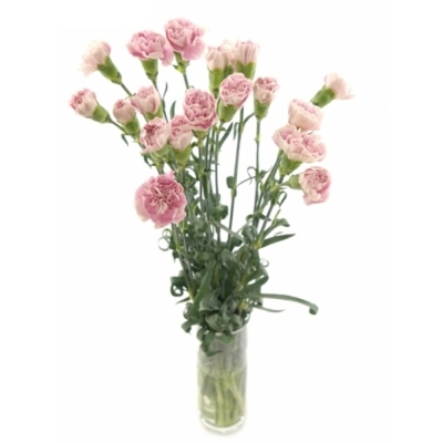 DIANTHUS ST MAGIC APPLE TEA