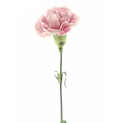 DIANTHUS ST MAGIC APPLE TEA