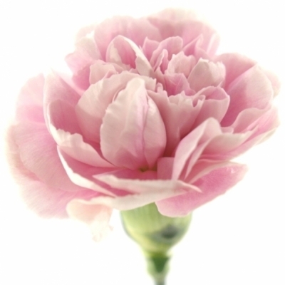 Karafiát ST MAGIC APPLE TEA 60cm