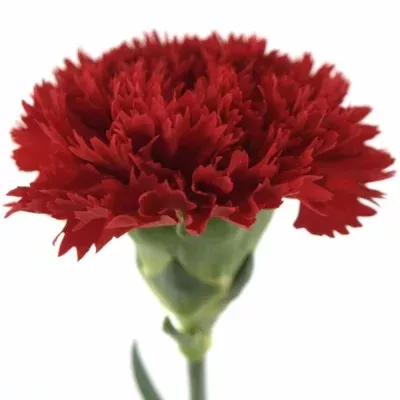 Karafiát ST MASTER 60cm