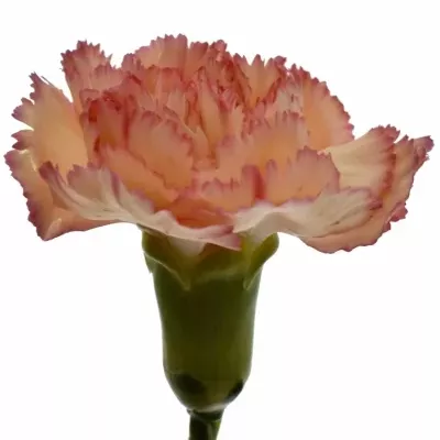 Karafiát ST MIRELLA 55cm