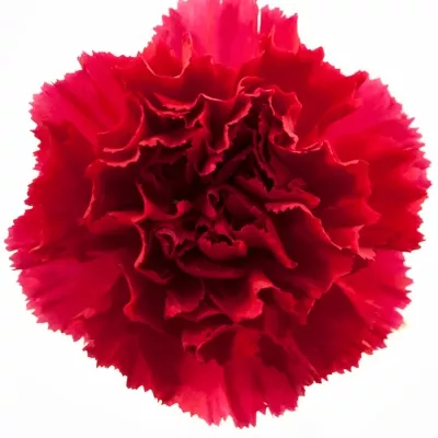 DIANTHUS ST MORELLA 60cm
