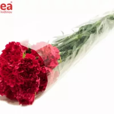 DIANTHUS ST MORELLA 60cm