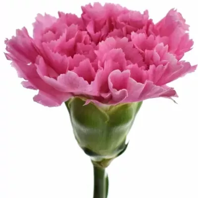 Karafiát ST MR. TAMIM 65cm