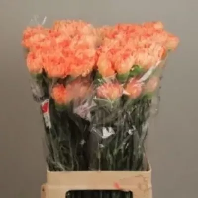 Karafiát ST MRS. GAGA 65cm