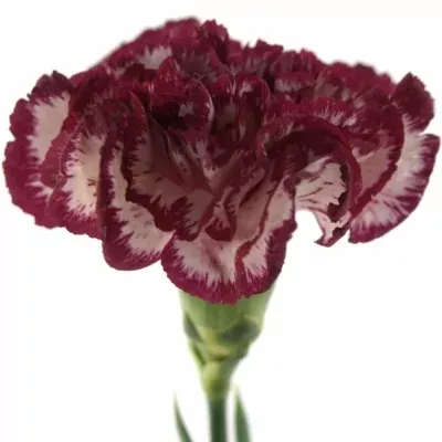 Dianthus ST Noblesse 60cm