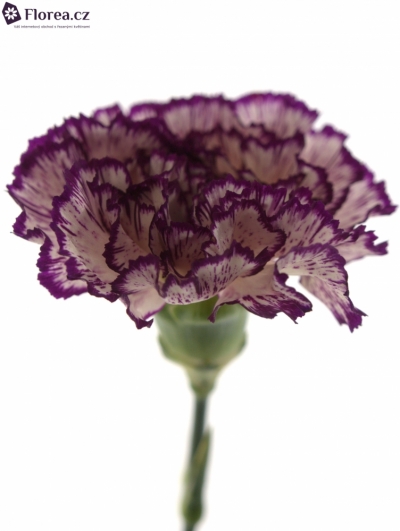 DIANTHUS ST OLYMPIA
