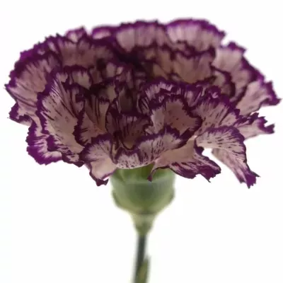 DIANTHUS ST OLYMPIA
