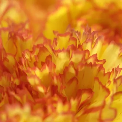 DIANTHUS ST PERUGINO 60cm