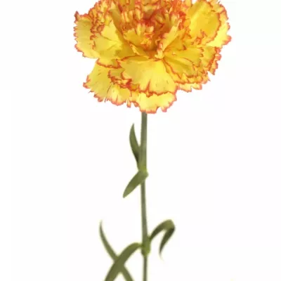 DIANTHUS ST PERUGINO 60cm