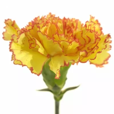 Karafiát ST PERUGINO 60cm