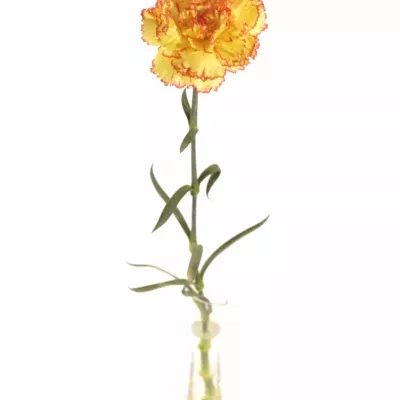 DIANTHUS ST PERUGINO 60cm