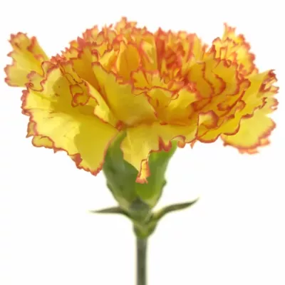 DIANTHUS ST PERUGINO 60cm