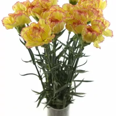 DIANTHUS ST POIROT F.G.