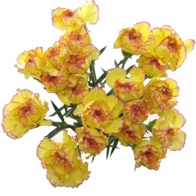 DIANTHUS ST POIROT F.G.